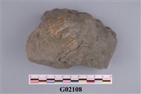 藏品(藤壺)的圖片